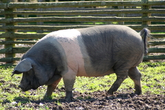 Killikus&reg; Fotographie